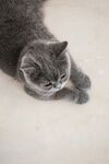 趴着的灰毛猫咪