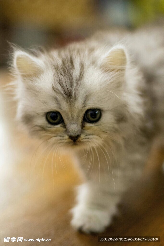 可爱小猫咪行走瞬间