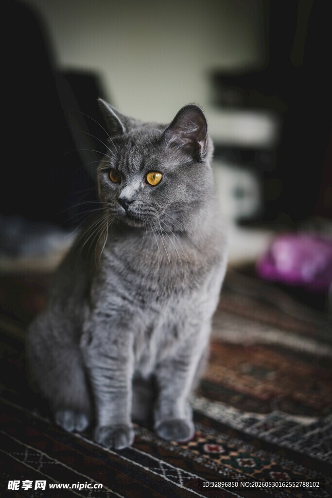 灰色猫咪端坐凝视