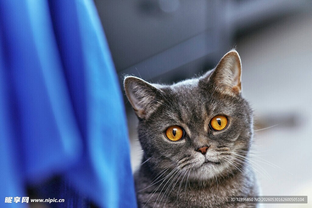 蓝布旁好奇的灰猫