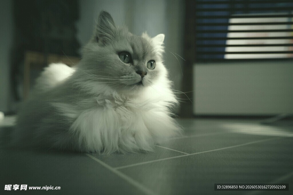 阳光下的长毛猫咪
