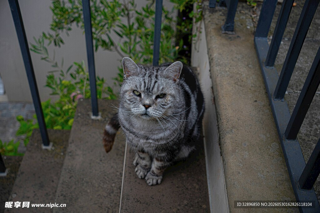 楼梯上的长毛猫