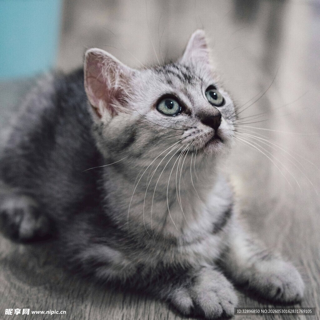 可爱灰猫仰头望