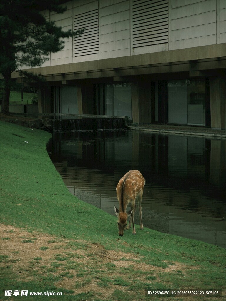 草地上的动物与现代建筑