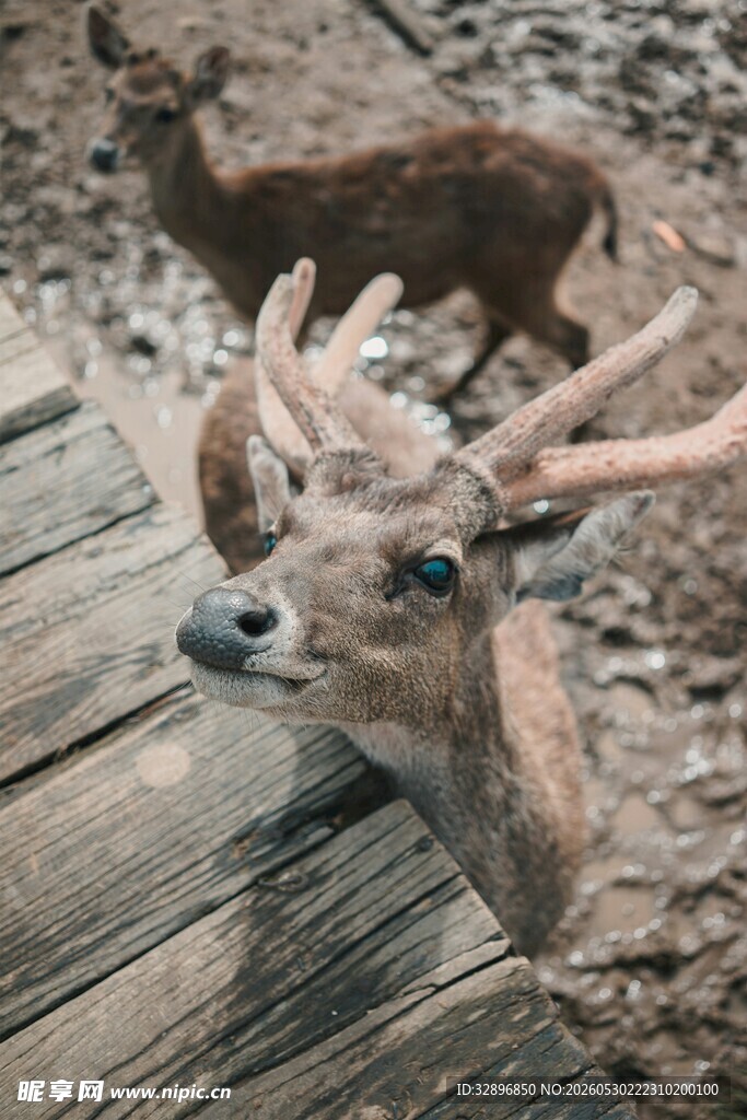 木栈道旁好奇探头的小鹿