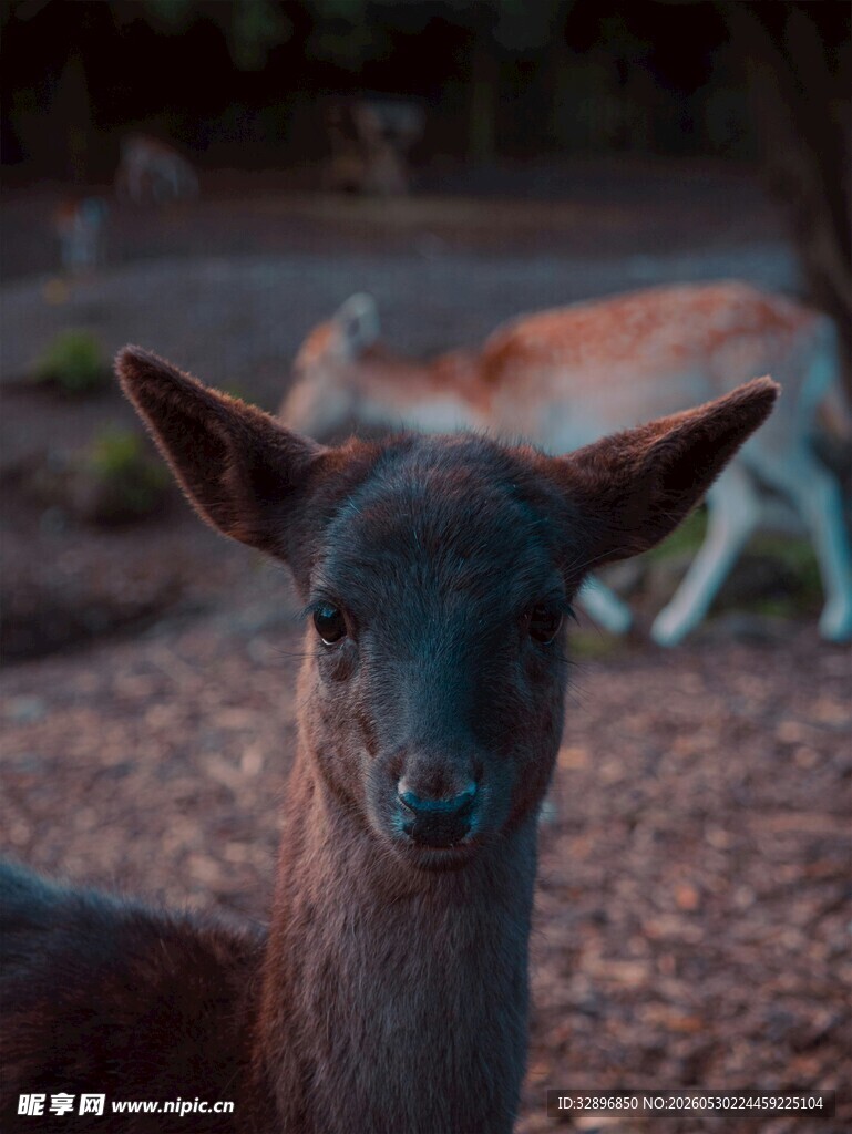可爱小鹿特写