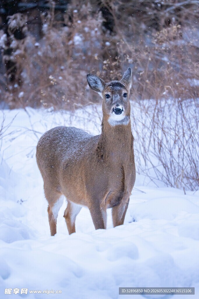 雪地中的鹿