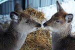 亲昵小鹿于雪地干草旁