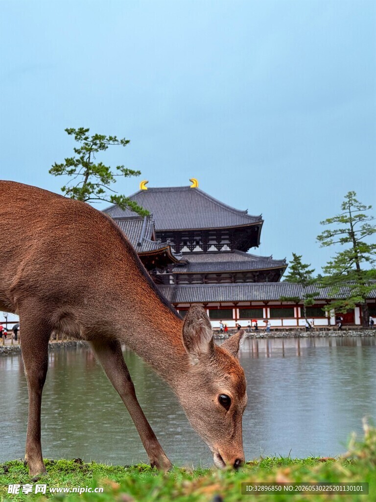 湖畔小鹿与中式建筑美景