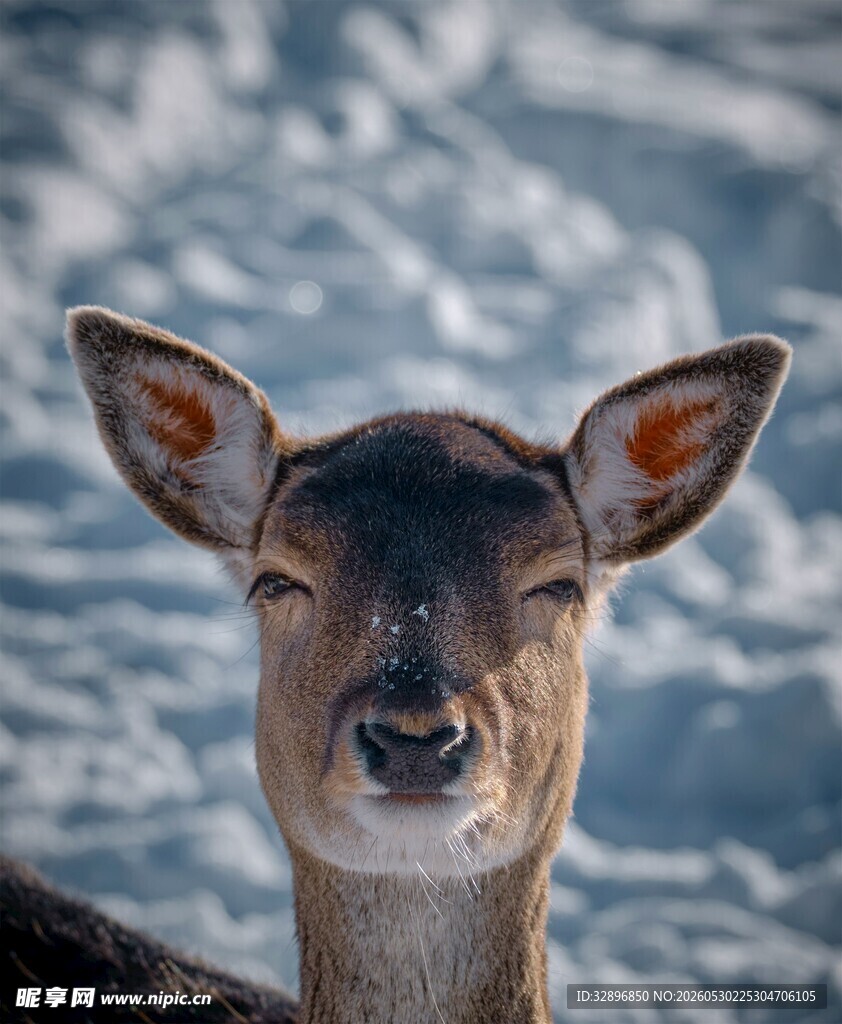 雪地中的小鹿