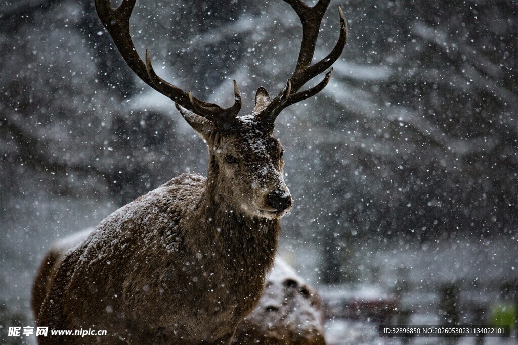 雪中雄鹿