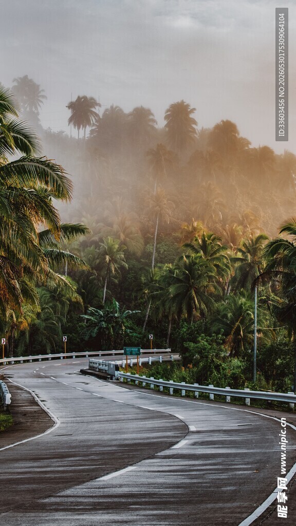雨林中蜿蜒的湿润公路