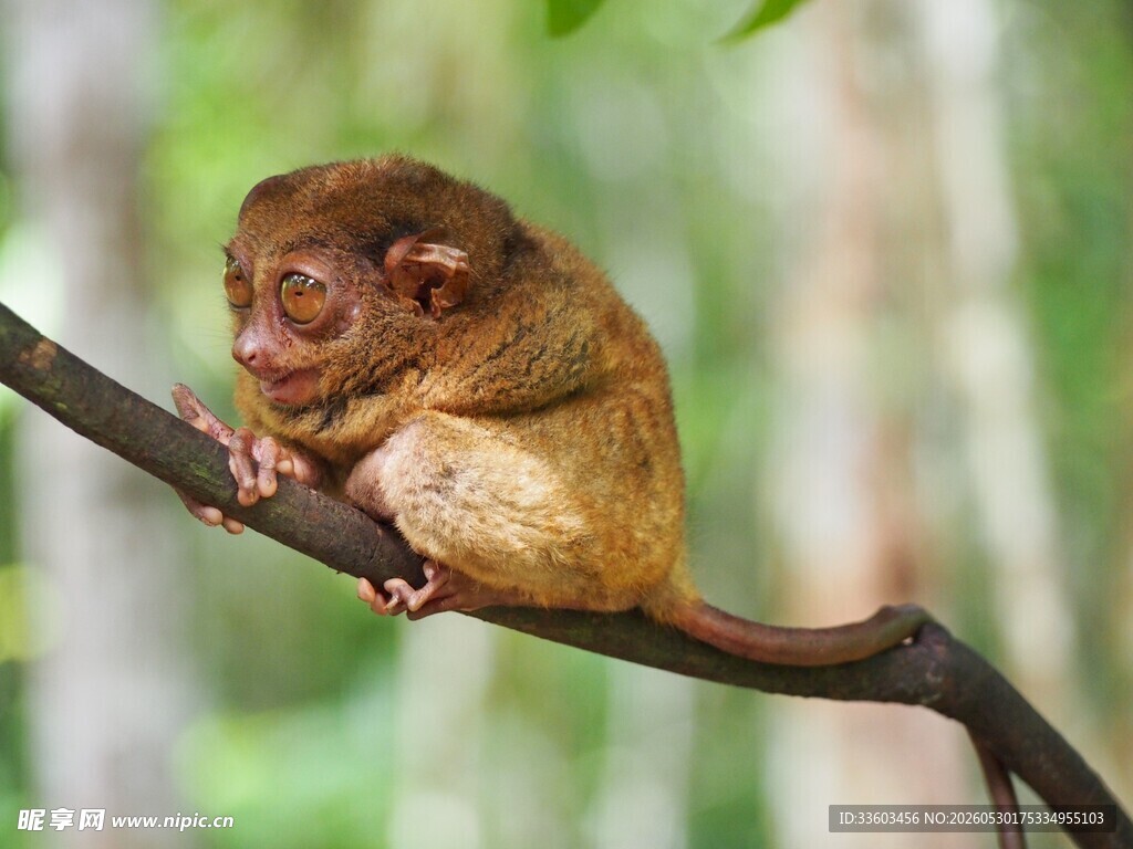 树枝上的小猴子