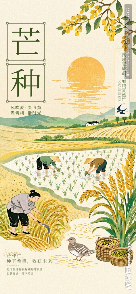 芒种 