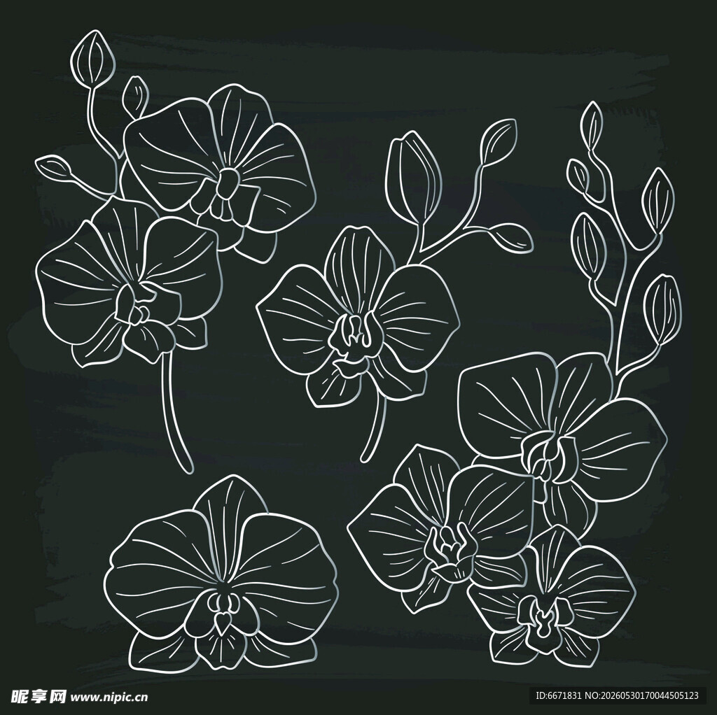 手绘线条兰花花卉图案