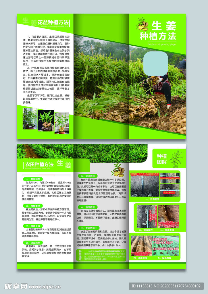 大姜种植方法