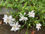 桅子花簇