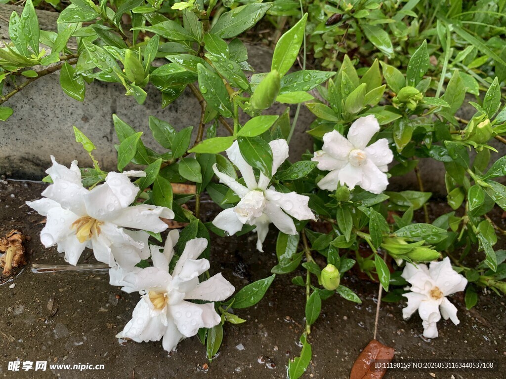 桅子花簇
