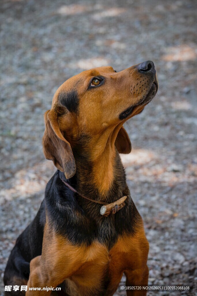 仰头的棕黑相间猎犬