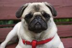 可爱巴哥犬戴红项圈