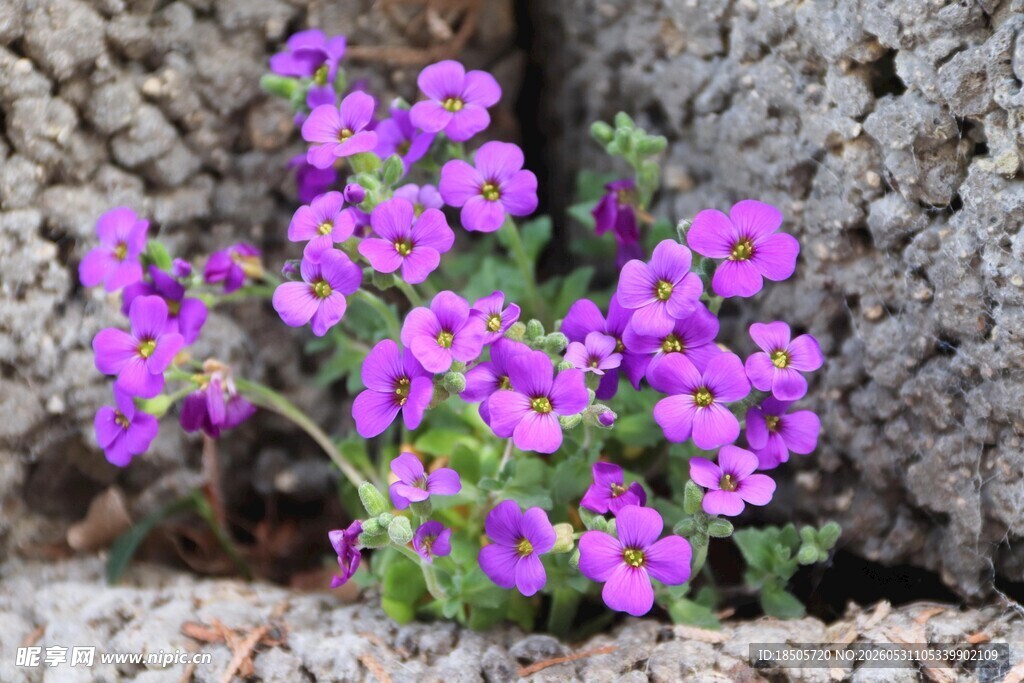 石缝中的紫花绽放