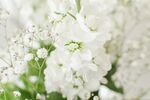 纯白花卉特写