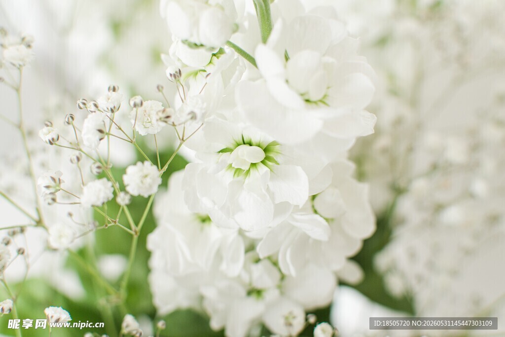 纯白花卉特写