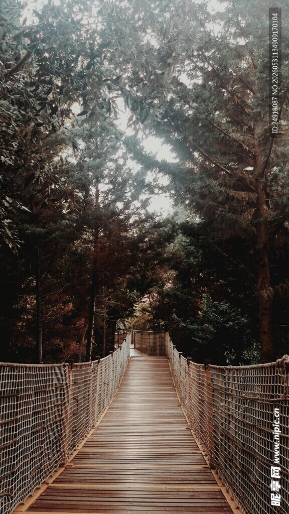 林间木桥自然风景风光