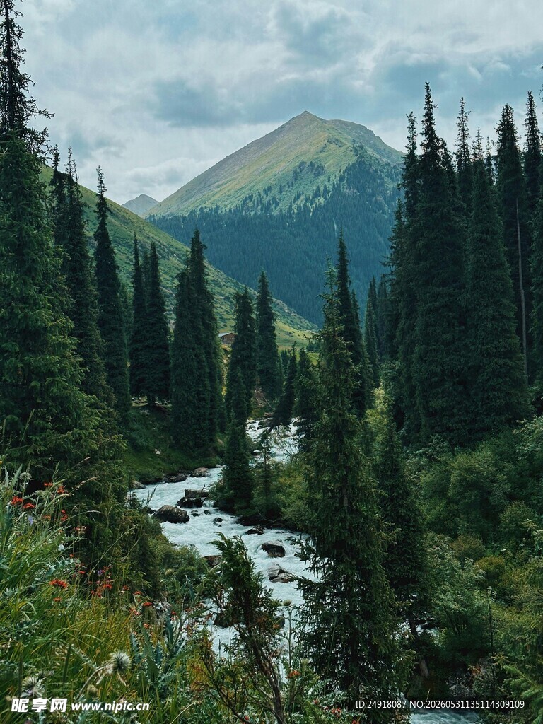 山间溪流茂密森林自然风景风光
