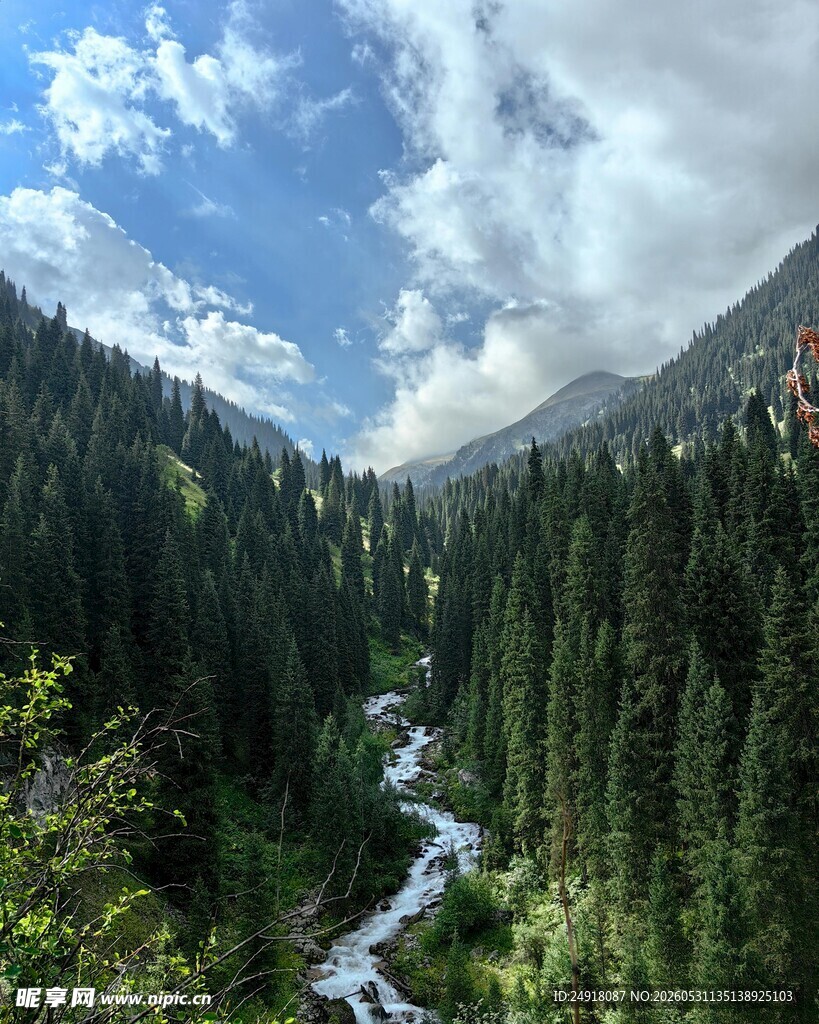 山间溪流穿林海自然风光风景