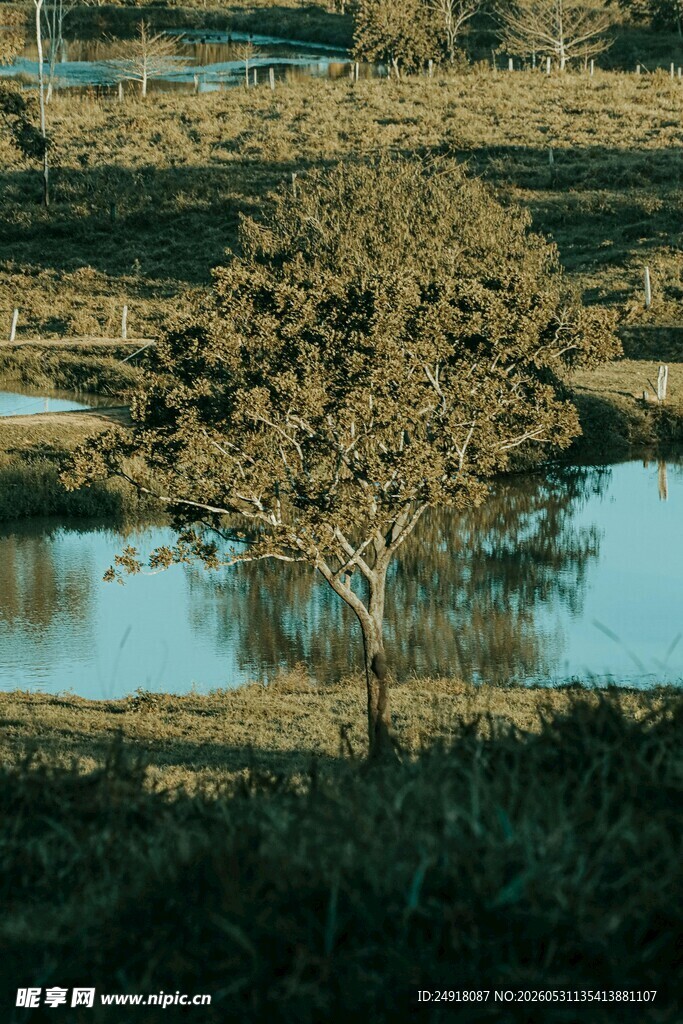 湖畔孤树静谧景致自然风景风光