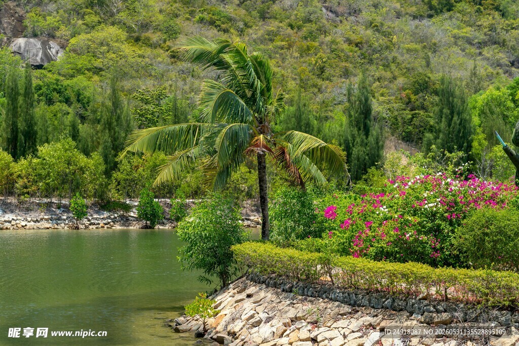 湖畔绿植自然风光风景