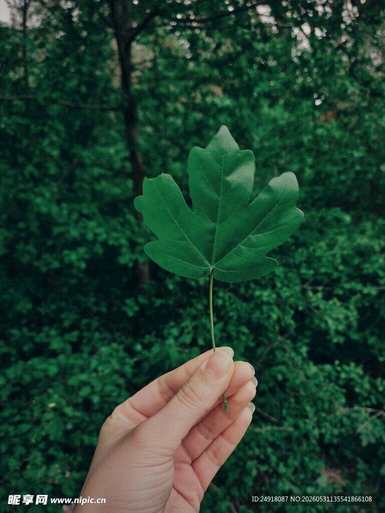 手托绿叶于葱郁林间