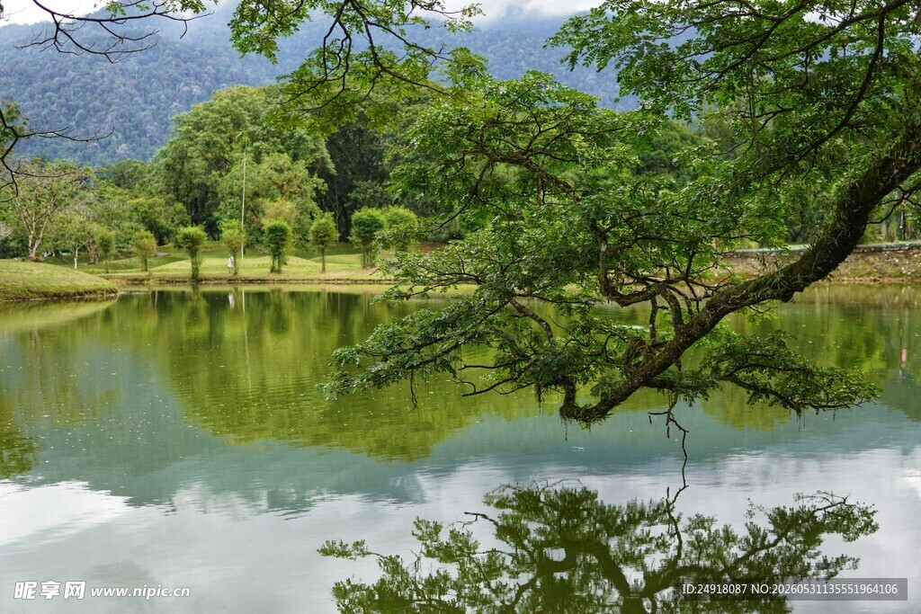 湖畔绿树自然风光风景