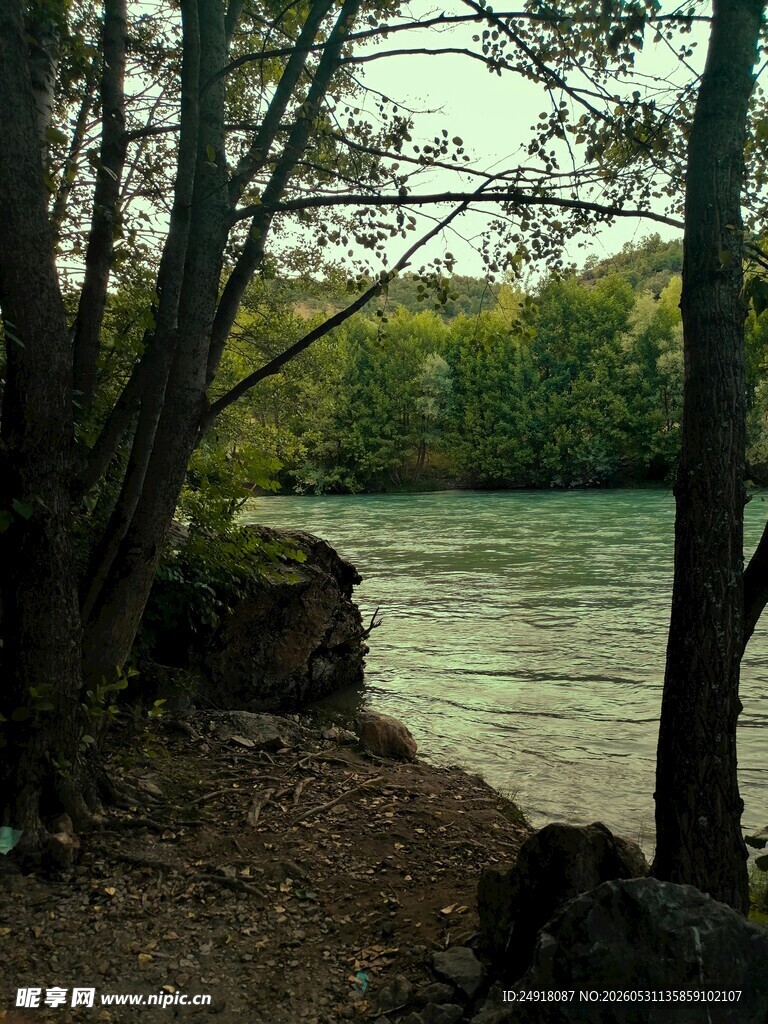 河畔树林自然风光风景