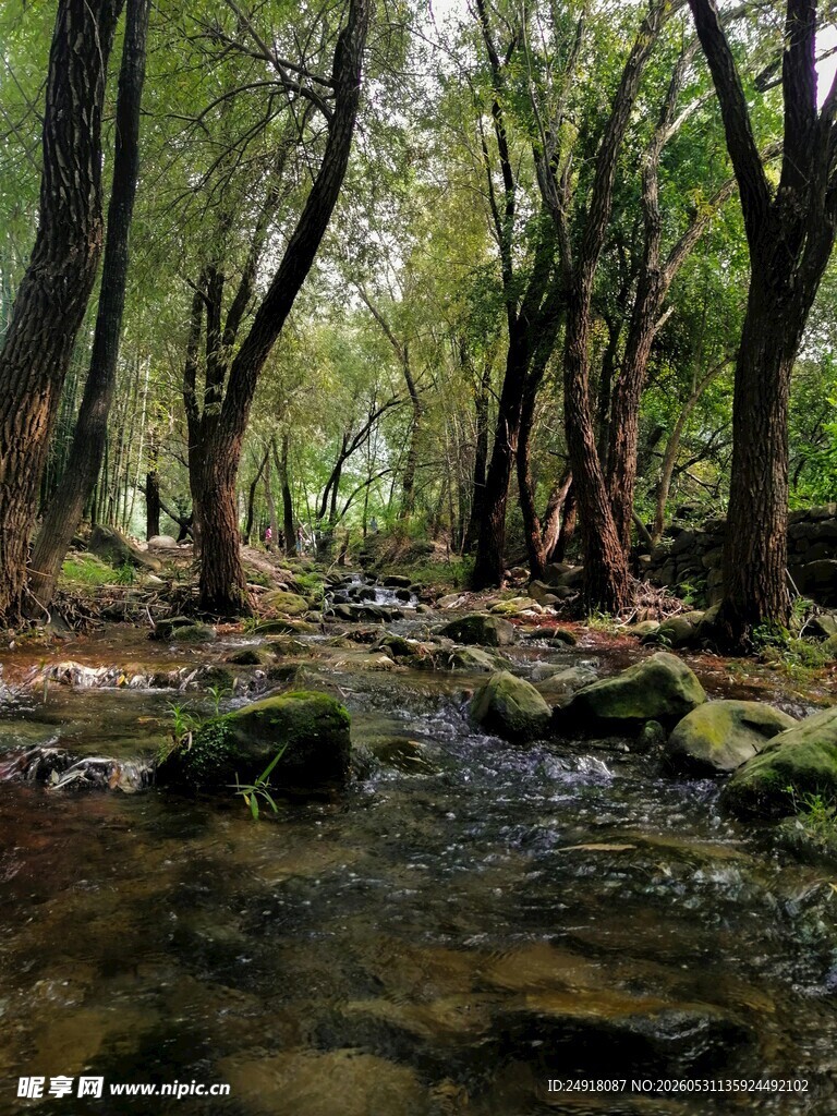 林间溪流自然风光风景