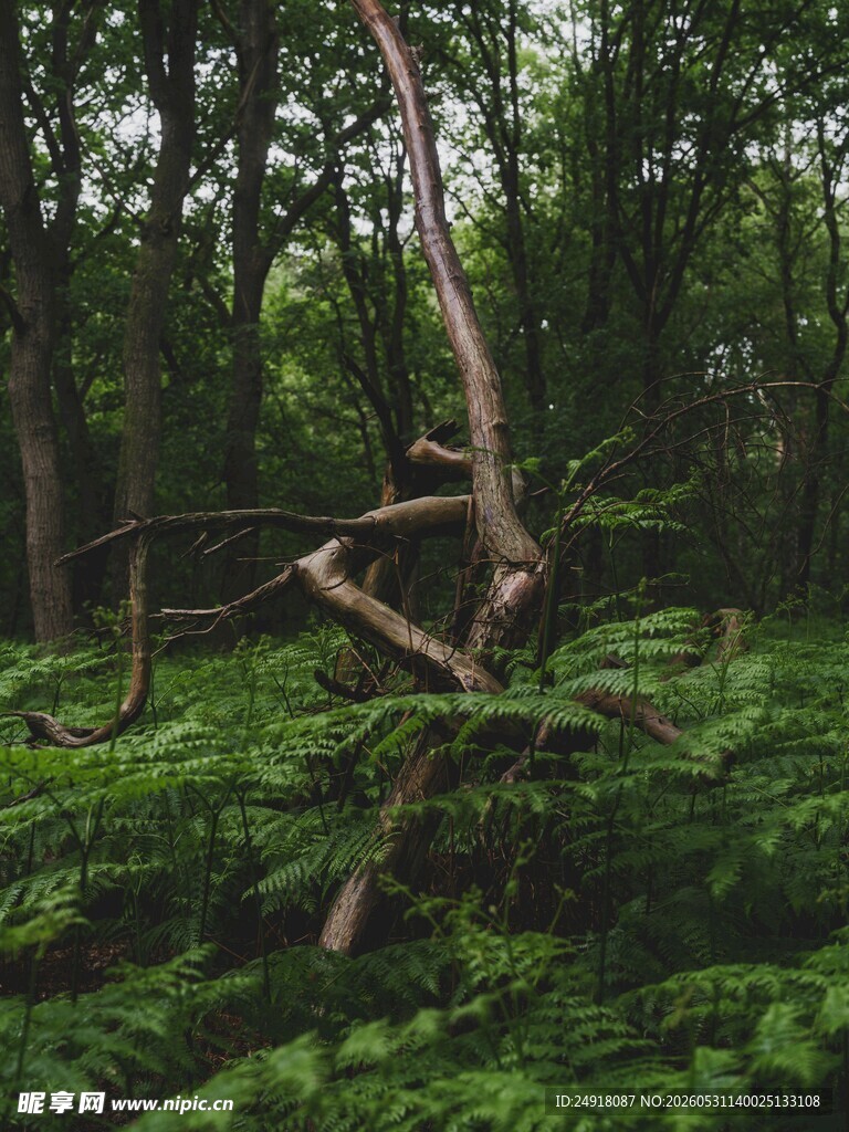 森林绿植自然风景风光