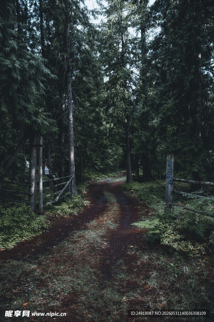 森林幽静小径自然风景风光