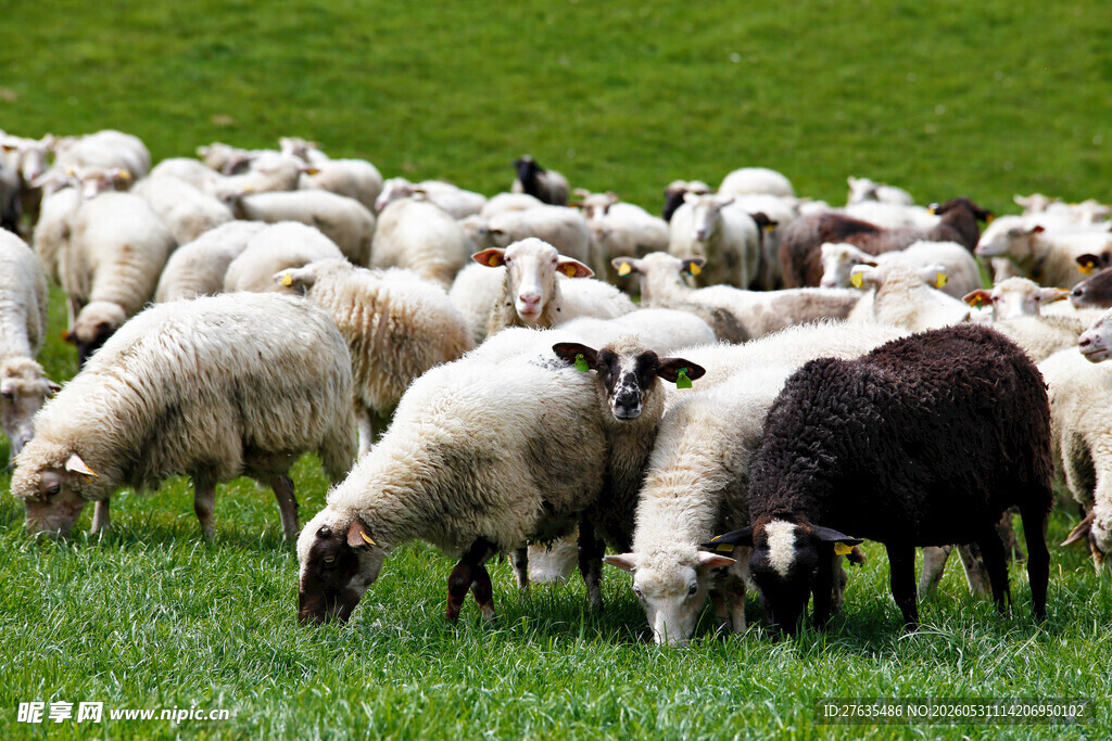 草原上的羊群在悠闲吃草