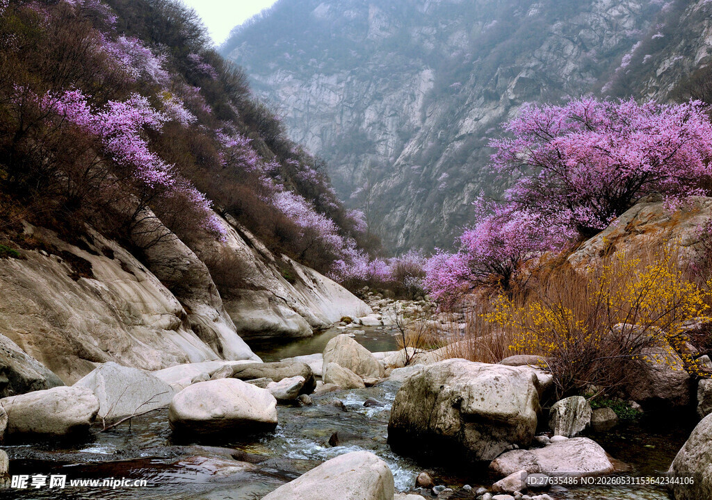 山间烂漫花 潺潺溪流景