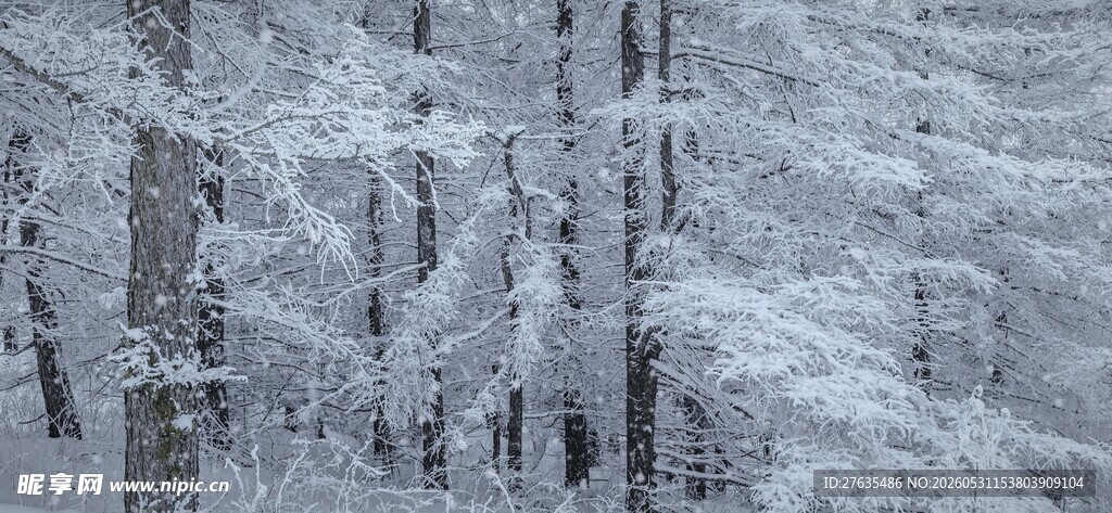 雪覆树林美景