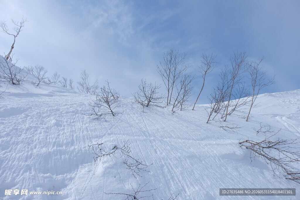 雪后山坡稀疏枯树景象