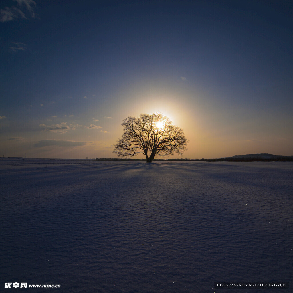 雪地孤树映夕阳