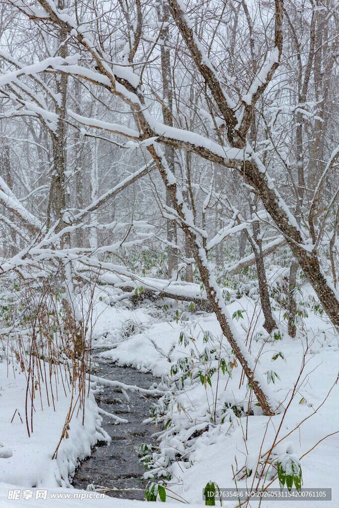 冬日雪覆林间小溪美景
