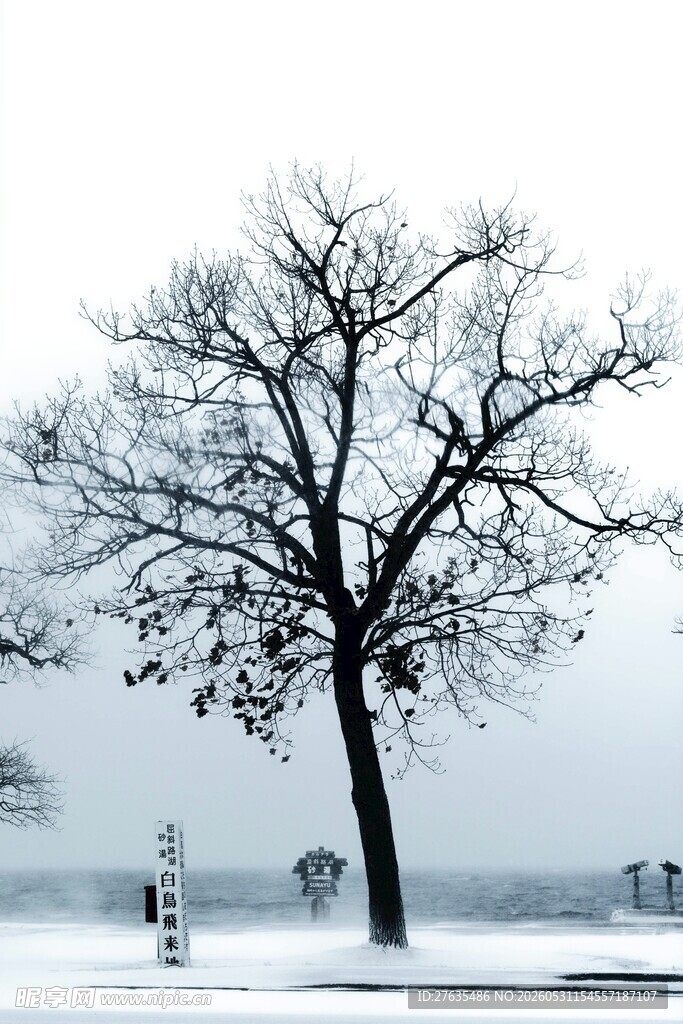 雪后孤树