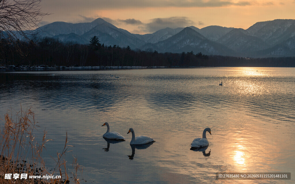 湖畔天鹅映夕阳美景