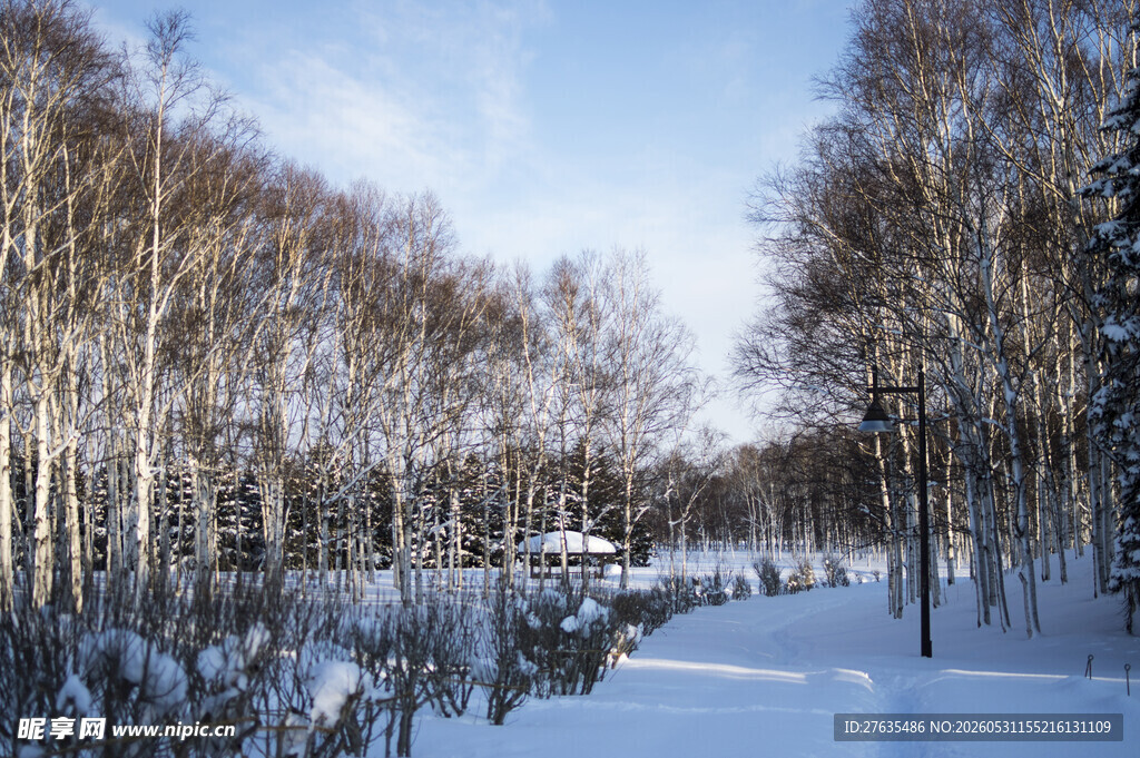 冬日雪覆树林美景