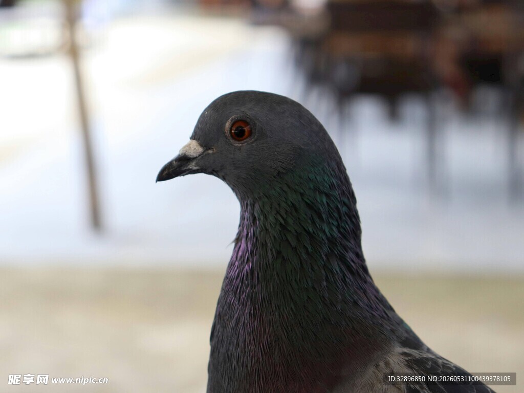 灰鸽特写