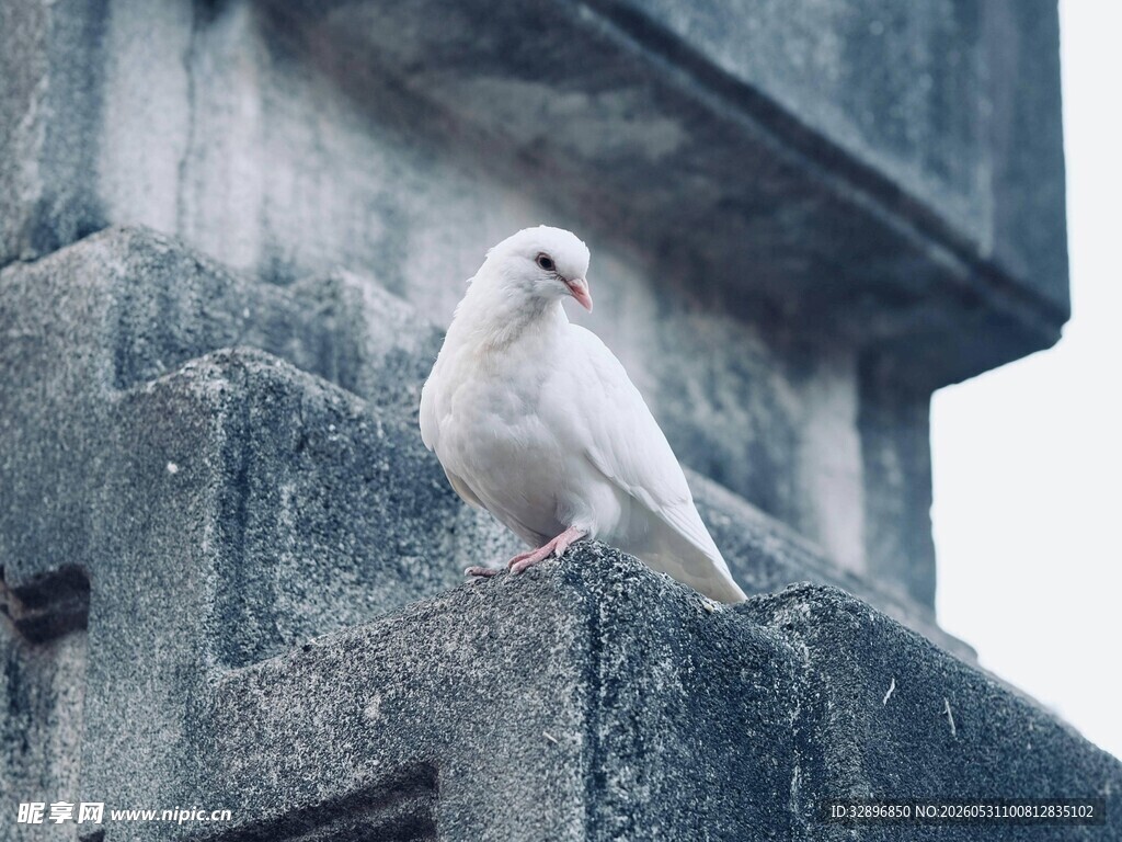 石台上的白色鸽子