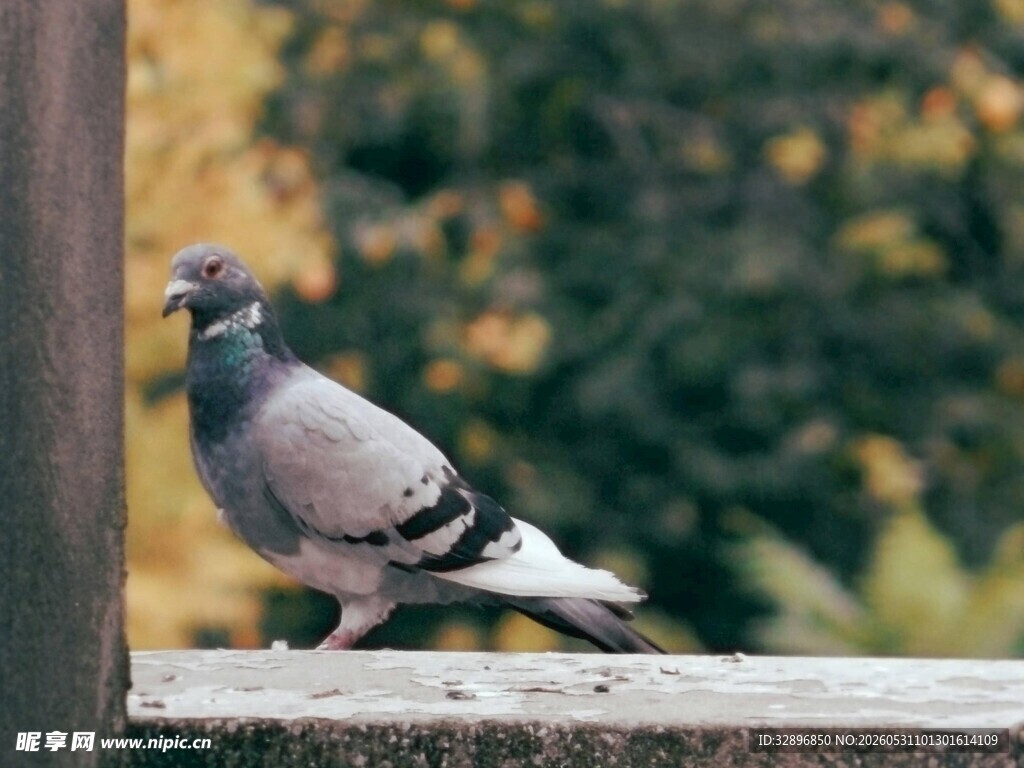 站在栏杆上的灰色鸽子